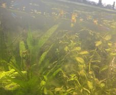female guppies -4