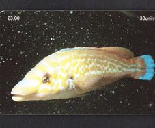 2001 Isle of Man UK3/ 33 units Marine Life Around the World - Cuckoo Wrasse - Labrus mixtus - The Breakwater, Port Erin (Siemens - S37) Phone Card
