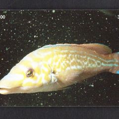 2001 Isle of Man UK3/ 33 units Marine Life Around the World - Cuckoo Wrasse - Labrus mixtus - The Breakwater, Port Erin (Siemens - S37) Phone Card