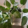 Epipremnum Aureum planter Image 2