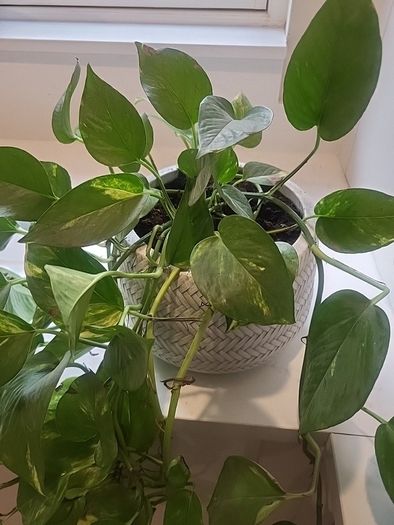 Epipremnum Aureum planter
