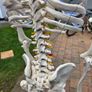 Human Skeleton Model for Anatomy Image 3