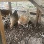 Chickens Image 4