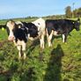 6 PBR Incalf heifers Pedigree Hol/Fr Image 6