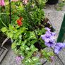 Stand including two hanging baskets  25 euro for the 3 please have a look  at more plants on my site Image 3