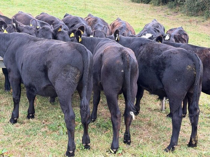 20 Aberdeen Angus Bull Weanlings