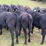20 Aberdeen Angus Bull Weanlings Image 3