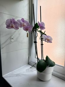 Orchid flower with pot