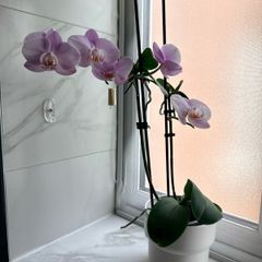 Orchid flower with pot