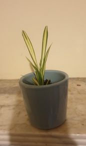 Baby spider plants