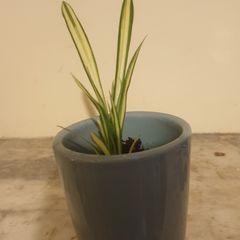 Baby spider plants