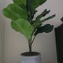 Plant Decor Image 5