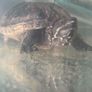 "Elon" Musk turtle Image 2