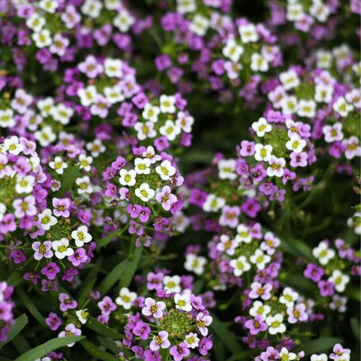 (A) HT Alyssum seeds Royal Carpet 0.5g (402909)