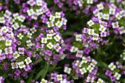 (A) HT Alyssum seeds Royal Carpet 0.5g (402909)