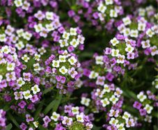 (A) HT Alyssum seeds Royal Carpet 0.5g (402909)