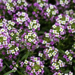 (A) HT Alyssum seeds Royal Carpet 0.5g (402909)