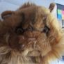 Harry Potter Crookshank Cat Plush soft toy Warner Bros Image 8