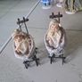 Porcelain dolls Image 2