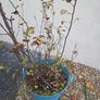Free Pear Tree Image 3