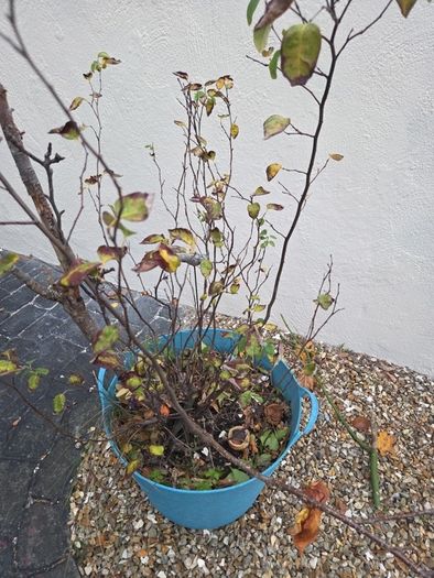 Free Pear Tree