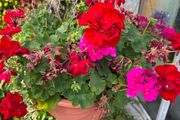 outdoor plant