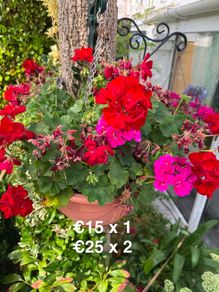outdoor plant