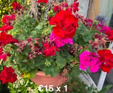 outdoor plant