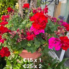 outdoor plant