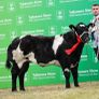 Online Belgian blue sale Image 4