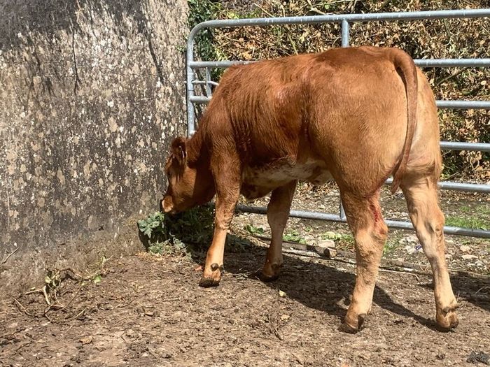 2 super cow makers