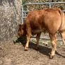2 super cow makers Image 7