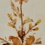 Vintage Framed Dried Pressed Wildflowers Picture Art Image 3