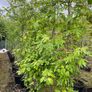 Trees for Sale Image 5