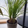 Indoor plants Image 3