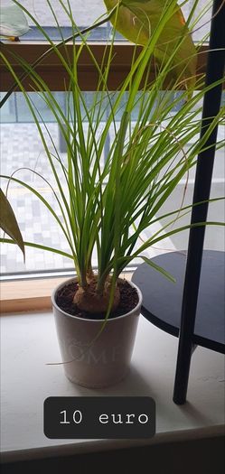 Indoor plants