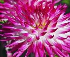 'Dutch Explosion' Dahlia