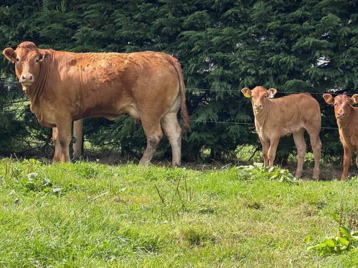 2 super cows and calves for tullamore mart