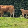 2 super cows and calves for tullamore mart Image 2