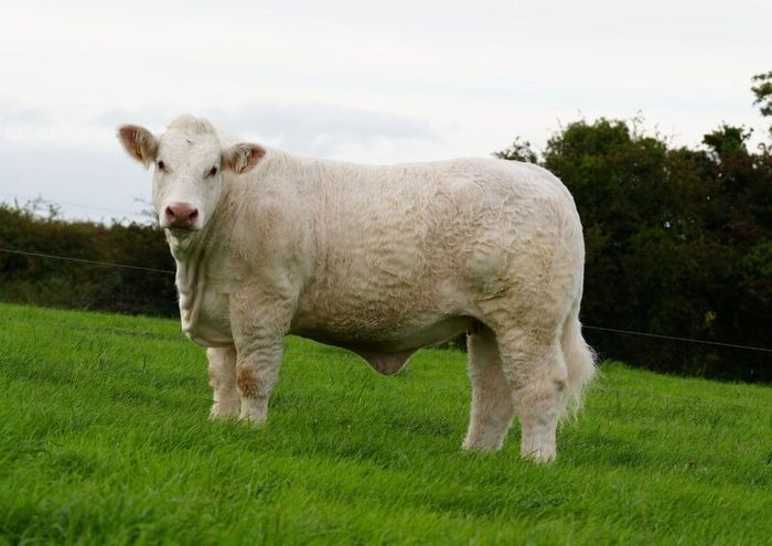 Pedigree Charolais Cattle