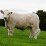Pedigree Charolais Cattle Image 6