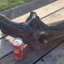 bog oak Image 6