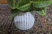 Plant decor