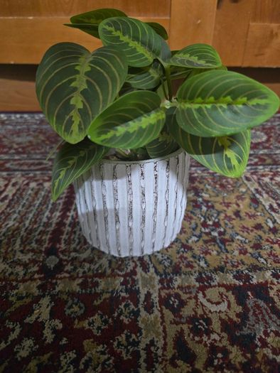Plant decor