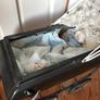 Doll pram - upcycling project Image 4