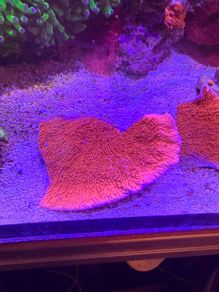 Green Montipora