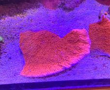 Green Montipora
