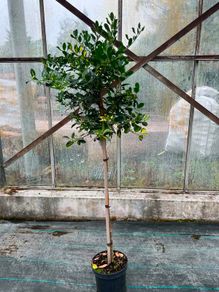 Ilex AQ Goldflash plant