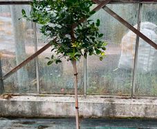 Ilex AQ Goldflash plant