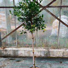 Ilex AQ Goldflash plant